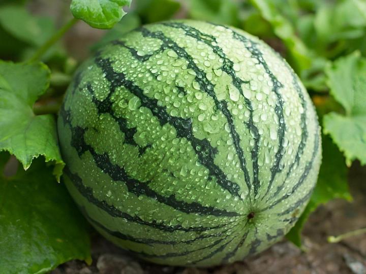 Vente de plants de fruits Île de la Réunion