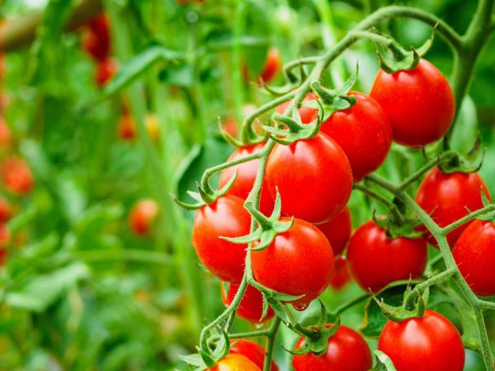 Des plants de fruits de qualité en vente sur l’Île de la Réunion