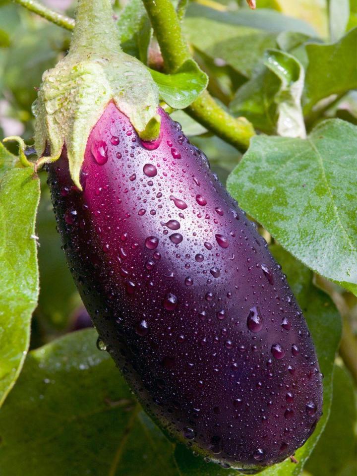 Vente de plants de fruits Île de la Réunion