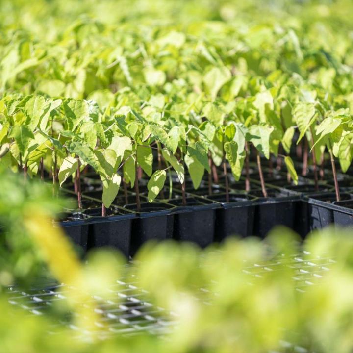 Une pépinière vendant des plants de légumes sur l’Île de la Réunion