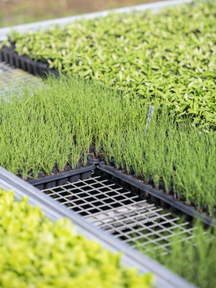 Plantes aromatiques Île de la Réunion