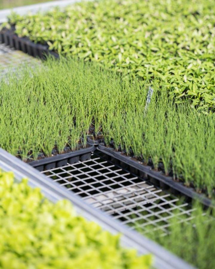 Plantes aromatiques Île de la Réunion