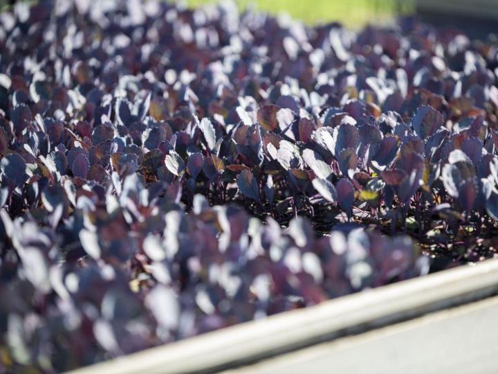 Vente de plants de légumes Île de la Réunion
