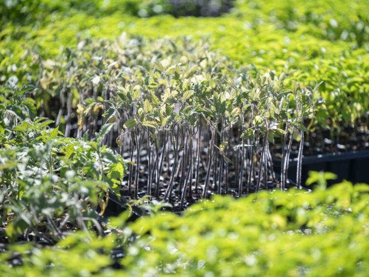 Un établissement proposant des plantes aromatiques à l’Île de la Réunion
