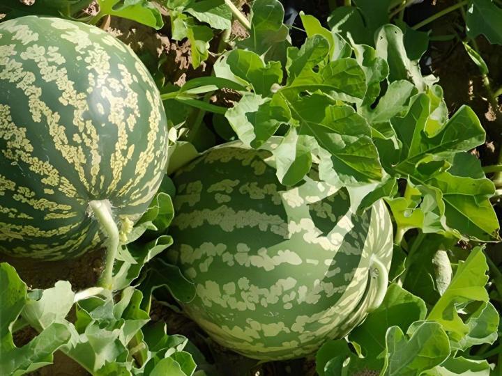 Vente de plants de fruits Île de la Réunion