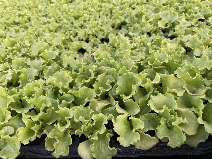 Une pépinière vendant des plants de légumes sur l’Île de la Réunion