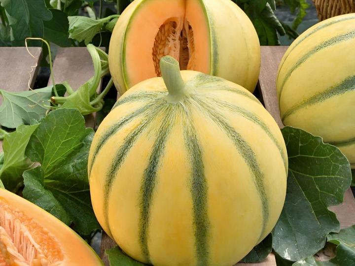 Des plants de fruits de qualité en vente sur l’Île de la Réunion