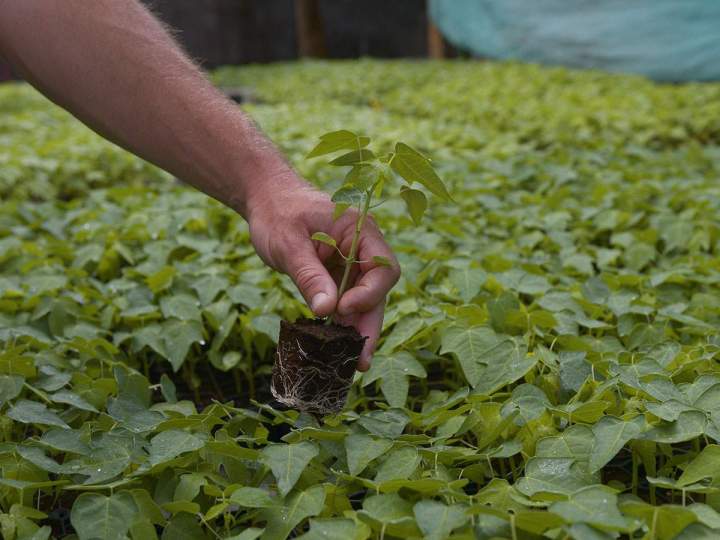 Une pépinière vendant des plants de légumes sur l’Île de la Réunion