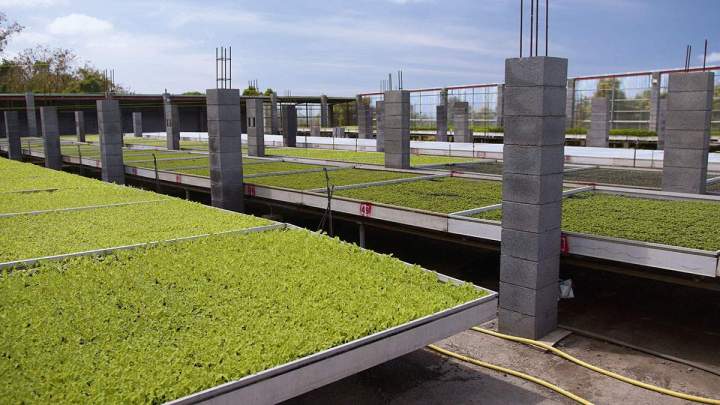 Une pépinière vendant des plants aromatiques sur l'île de la Réunion
