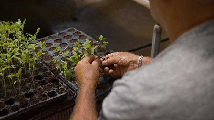 préparation de la pépinière Île de la Réunion