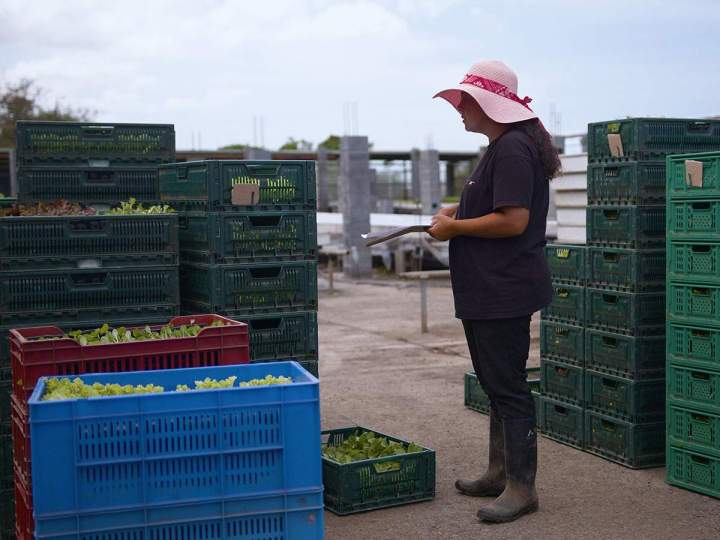 Vente de legumes Île de la Réunion