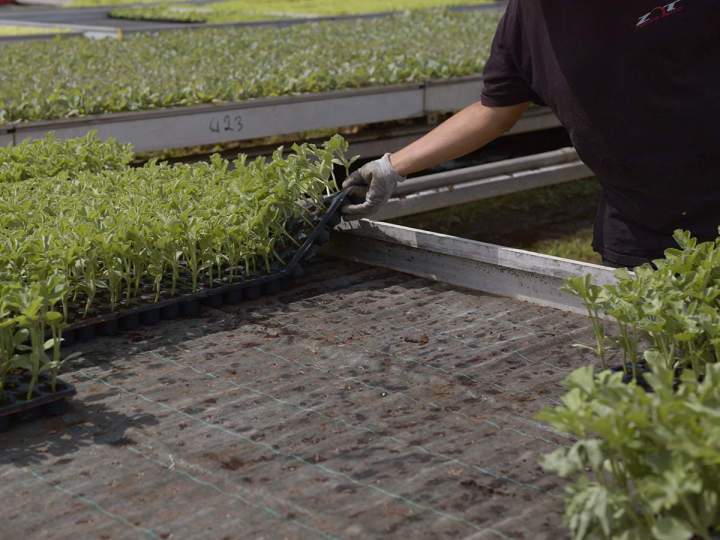 Culture et vente de plants de légumes de qualité.