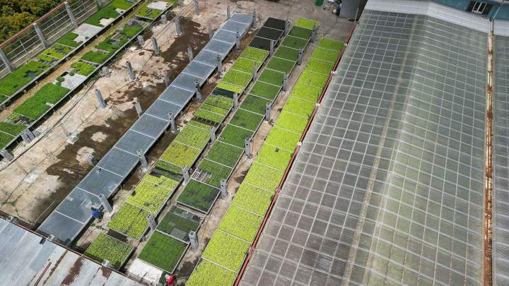 Une pépinière vendant des plants de légumes sur l’Île de la Réunion