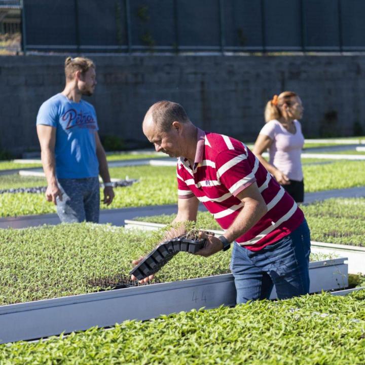 Vente de plants de légumes Île de la Réunion