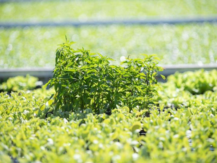 Une pépinière vendant des plants de légumes sur l’Île de la Réunion