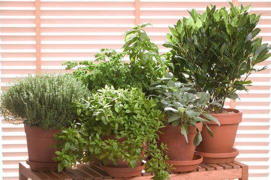 plantes