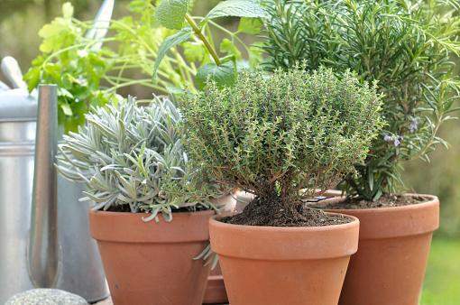 plantes